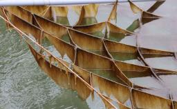 　黄色く「色落ち」したノリ＝２０２３年１月、佐賀市沖の有明海