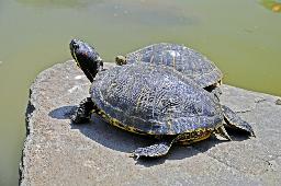 　アカミミガメ（環境省提供）