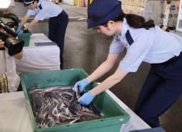 　輸入されたウナギを確認する東京税関の職員＝１６日午前、成田空港