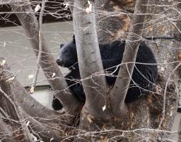 　寺の敷地に入り込んだクマ＝４月、盛岡市