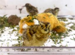 　ふ化したニホンライチョウ＝１８日午前、栃木県那須町（那須どうぶつ王国提供）