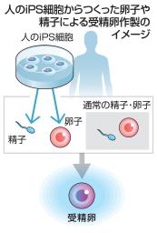 　ｉＰＳ細胞からつくった卵子や精子による受精卵の作製（イメージ）