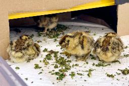 　ふ化したニホンライチョウ＝２８日、栃木県那須町（那須どうぶつ王国提供）