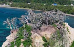 　石川県珠洲市の見附島。白っぽい枯れ木が目立つ＝６月１７日（ドローンから）