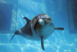 　和歌山県太地町立くじらの博物館で飼育されていた雌のマダライルカ「マナ」（同館提供）