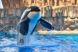 　名古屋港水族館で飼育されていた雄のシャチ「アース」（同水族館提供）