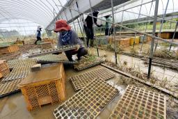 　大雨で泥に漬かったカリフラワーの苗を移動させる農家の人たち＝１２日午前１０時１分、熊本県八代市