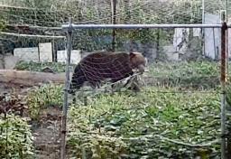 　家庭菜園でトウモロコシをくわえるヒグマ＝１４日午前６時１０分ごろ、北海道函館市（住民提供）