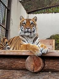 　ベンガルトラの「未桜」＝５月、長野県須坂市（須坂市動物園提供）