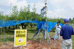 　ナシ畑に防犯カメラを設置するＪＡの職員ら＝７月、愛知県豊田市