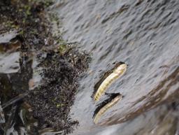 　和歌山県古座川町の「滝の拝」で岩をよじ登るボウズハゼ＝５日