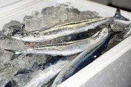 　水揚げされたサンマ