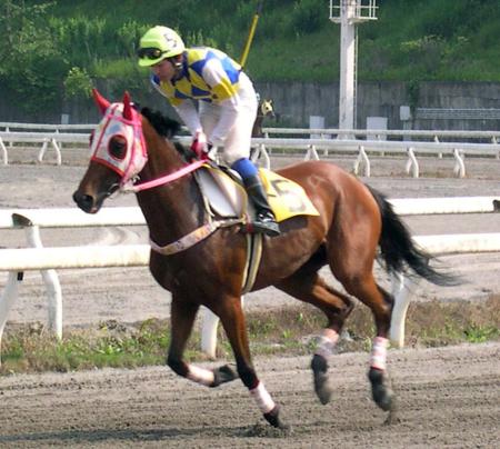 　ハルウララ＝２００４年５月、高知競馬場