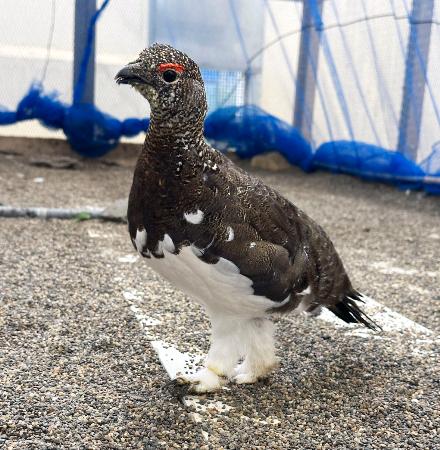 　移送されるニホンライチョウ（那須どうぶつ王国提供）