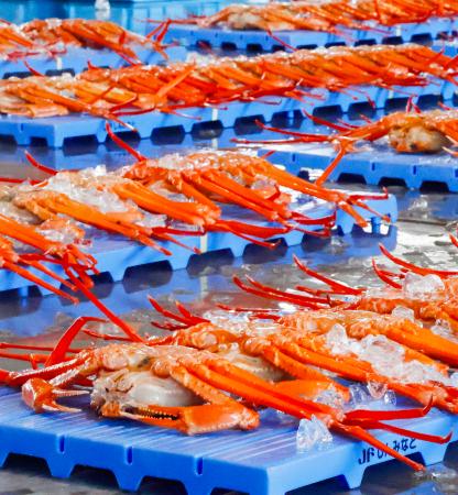 　初競りのため、新湊漁協の卸売市場に並べられたベニズワイガニ＝１１日午前、富山県射水市