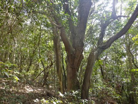 　大型風力発電所の建設計画がある鹿児島大の高隈演習林＝２０２３年２月、鹿児島県垂水市（日本自然保護協会提供）