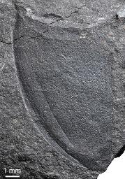 　長崎市で発見された昆虫類の左側の翅化石（福井県立大恐竜学部、福井県立恐竜博物館、長崎市恐竜博物館提供）
