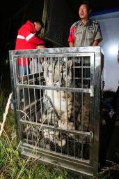 　中国青海省西寧市の野生動物園で脱走後に保護されたユキヒョウ＝２６日（同動物園の微信（ウィーチャット）公式アカウントから・共同）