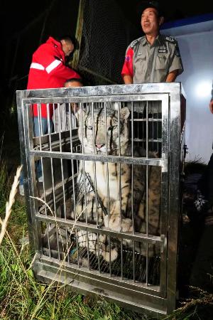 　中国青海省西寧市の野生動物園で脱走後に保護されたユキヒョウ＝２６日（同動物園の微信（ウィーチャット）公式アカウントから・共同）