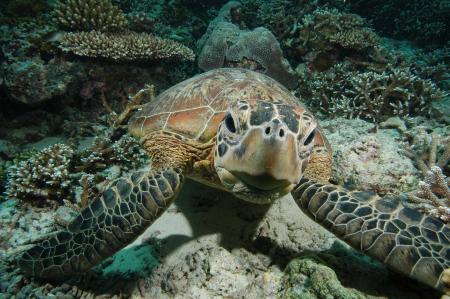 　アオウミガメ（（Ｃ）Ｎｉｃｈｏｌａｓ　Ｊ　Ｐｉｌｃｈｅｒ、ＩＵＣＮ）