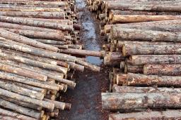 　カナダの製材所に並べられた木材＝４月（ロイター＝共同）