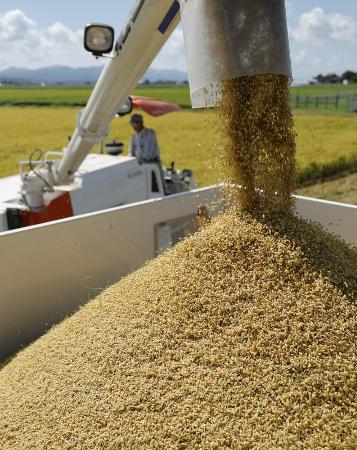 　収穫されたコメ＝８月、新潟県三条市