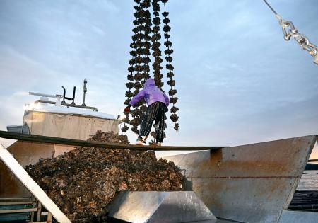 　水揚げされた養殖カキ＝２０日早朝、広島県廿日市市