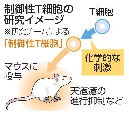　制御性Ｔ細胞の研究イメージ