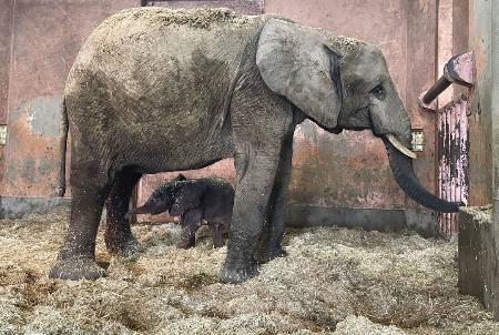 8月、国内で初めて誕生したマルミミゾウの子ども(下)。愛称が「アオ」に決まった(広島市安佐動物公園提供)