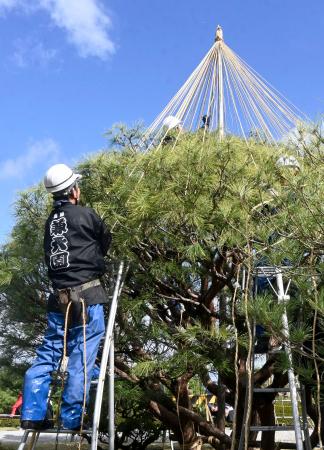 兼六園で始まった「雪づり」の作業=1日午前、金沢市