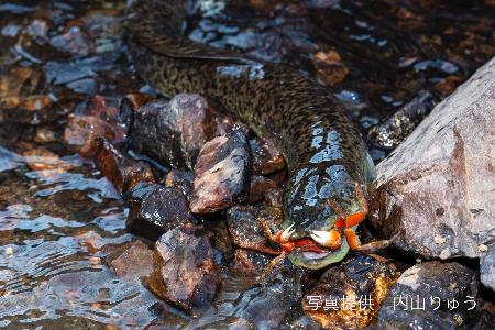 カニを食べるオオウナギ=2023年、鹿児島県内(写真家の内山りゅう氏提供)