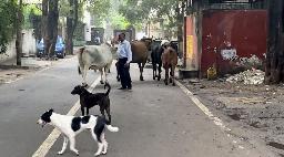 　インド・ニューデリー中心部の路上をうろつく野良犬＝２０２４年９月