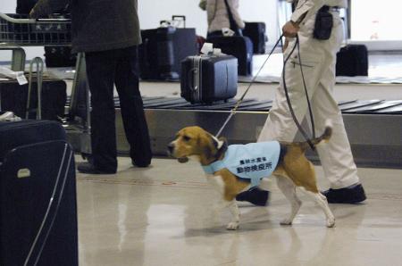 　成田空港で検査を行う検疫探知犬（農水省提供）