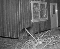 　札幌市中央区の円山動物園のカメラに写ったヒグマ（中央）＝１１日未明（同市提供）