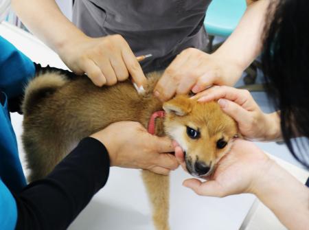 　狂犬病ワクチンの注射＝東京都杉並区