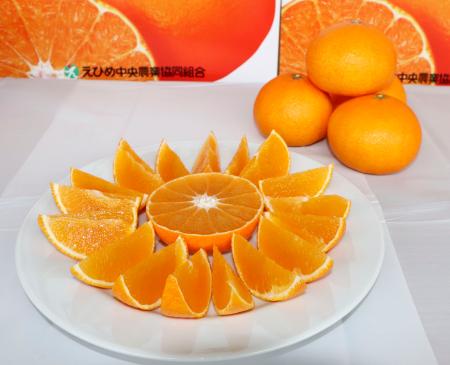 　愛媛県産の高級かんきつ「紅まどんな」