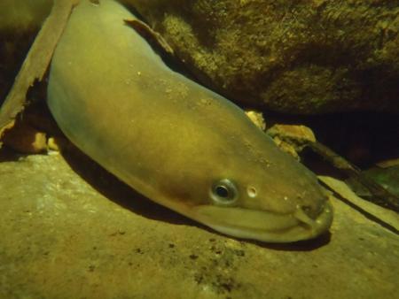 　岩の間から顔を出すニホンウナギ（脇谷量子郎・東京大特任准教授提供）