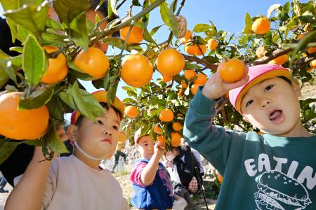 　ミカン狩りを楽しむ認定こども園の園児＝１日午前、福島県広野町
