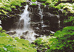 藤田健三さんの「新緑の中の滝」