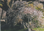 高橋健司さんの「巨桜の目覚め」