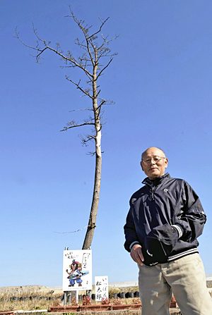 Miracle Pine Tree In Kashima To Fall かしまの一本松 永遠に 12月27日伐採 英語で読む福島 民友ニュース English 福島民友新聞社 みんゆうnet