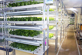 「野菜栽培工場」稼働相次ぐ　最先端技術駆使し屋内栽培